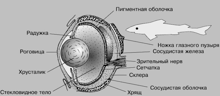Глаз рыбы рисунок